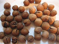 小胡桃、榛子