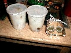 魚片粥 皮蛋痩肉粥 白切鶏